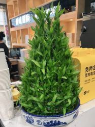 -倾城护肤造型