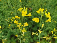 -光明小镇欢乐田园