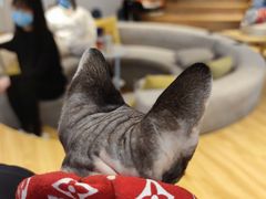 -啵啵喵·猫咖(攀华国际店)