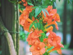 -前小桔亲子创意农场·草莓采摘·露营烧烤