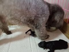 -宠颐生汉谟拉比宠物医院