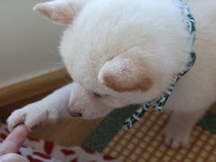 -柴犬小屋·柴餐厅·狗咖食堂(金鼎广场店)