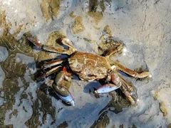 -北海金海湾红树林生态旅游区