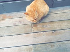 -李小姐の猫咖啡馆(五角场店)