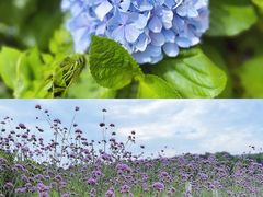 -大塘金香草谷