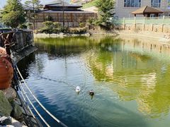 -芭东小镇温泉