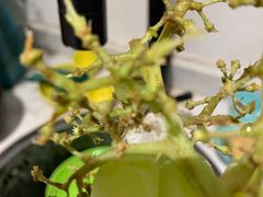 -盒马鲜生(馥邦国际店)