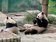 -中国大熊猫保护研究中心雅安碧峰峡基地