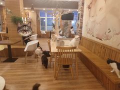 -猫的茶·猫咖