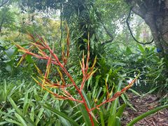 -中国科学院西双版纳热带植物园