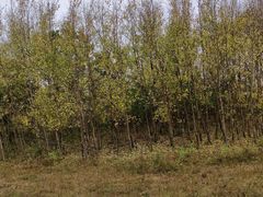 -塞罕坝国家级自然保护区