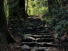-天目山大树王景区