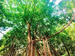 -中国科学院西双版纳热带植物园
