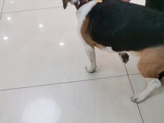 -美联众合动物医院·24h京西诊疗中心