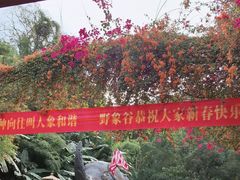 -野象谷景区