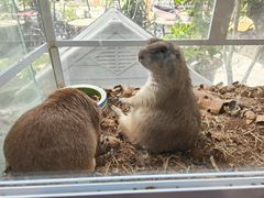 -more than meow吴止猫主题餐厅(承德 中船汇店)