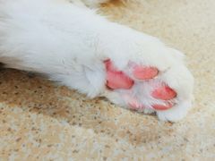 -藏猫猫咖啡主题馆(中央大道店)