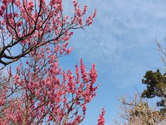 -梅花山(明孝陵内)