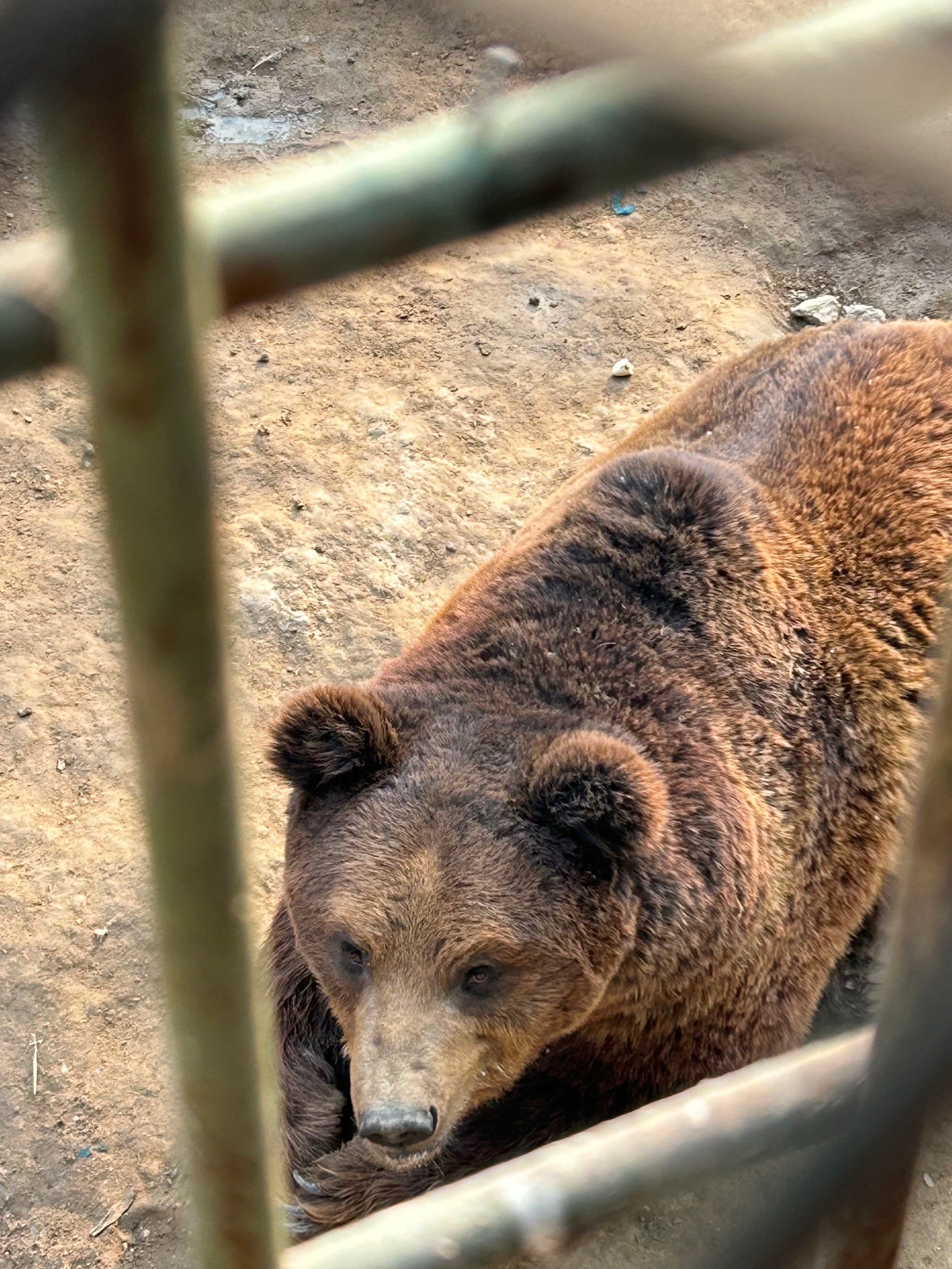 看大黑熊视频的网站_看大黑熊视频的网站有哪些