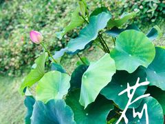 -荷塘月色湿地公园·向阳花洲