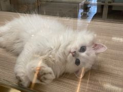 -飞行喵MR PILOT|猫舍·猫咖(静安大融城店)