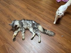 -楼上猫咖(罗湖店)