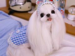 -萌宠之家·腊肠犬·马尔泰·小体犬舍