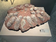 -浙江自然博物院(杭州馆)