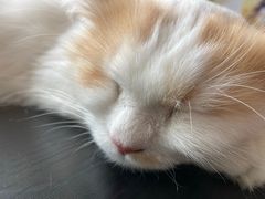 -平行世界·猫咖(首经贸店)