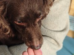 -佑安动物医院·全科·内窥镜中心(幸福巷店)