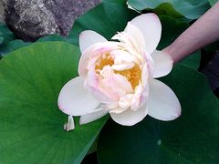 景点-上海鲜花港