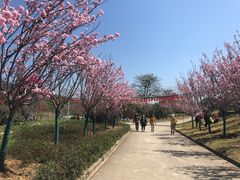-天适樱花悠乐园
