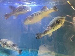 -鲐赏河豚(长寿店)