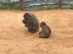 -岚山猴子公园
