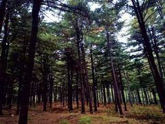 -黄椅山火山森林公园