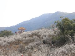 -广州市流溪河国家森林公园