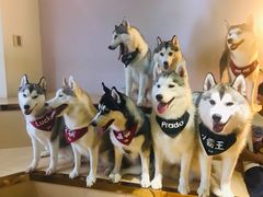 -Husky Go! 哈士奇体验馆·宠物咖啡厅狗咖