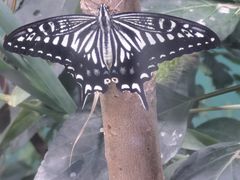 -上海大自然野生昆虫馆(东方明珠·爬宠昆虫探索中心)