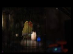 -zoonana室内动物园(东方福来德店)