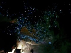 -怀托摩萤火虫洞