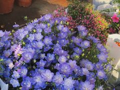 -中环花鸟鱼虫市场
