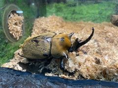 -上海大自然野生昆虫馆
