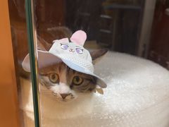 -MARSMART PETS火星宠物超市(1733店)
