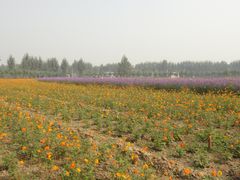 -北京东方普罗旺斯薰衣草庄园