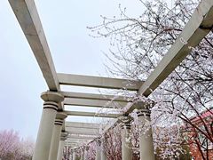 -桃花堤公园