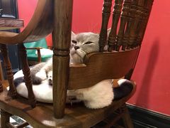 -猫色咖啡·猫咖