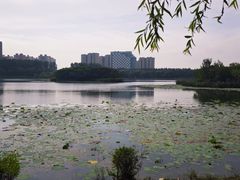 -丁香湖公园