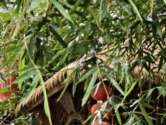 -合肥滨湖国家森林公园