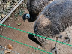 -石家庄市动物园