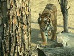 -北京野生动物园